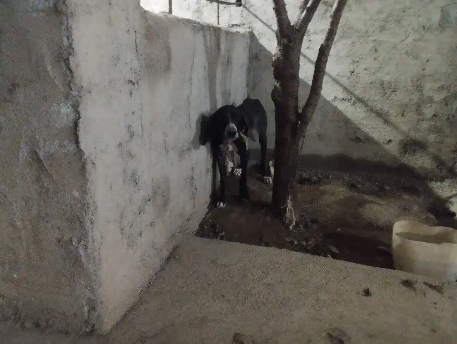 فروش|سگ|خان ببین, |دیوار