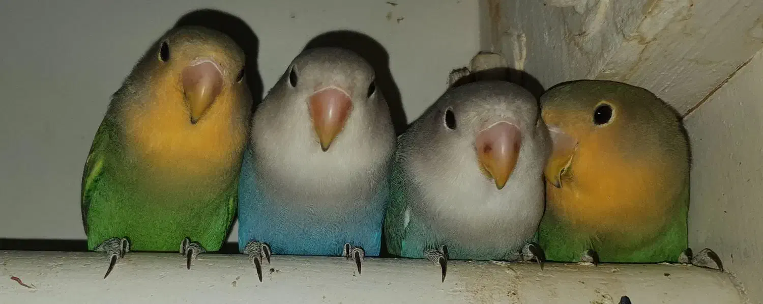 طوطی برزیلی|پرنده|فردیس, دهکده|دیوار