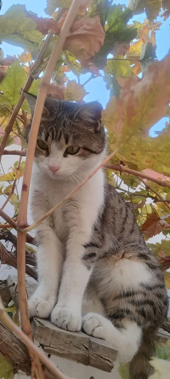 گربه خونگی خیلی اروم و مهربون|گربه|سلماس, |دیوار