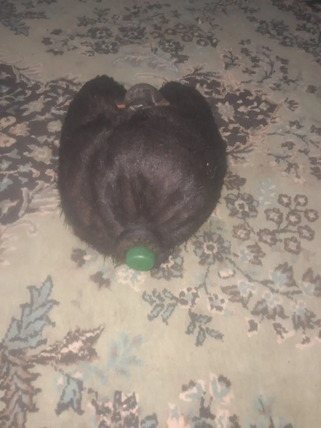 فروش خیگ باکم ترین قیمت|ظروف نگهدارنده، پلاستیکی، یک‌بارمصرف|دهدشت, |دیوار