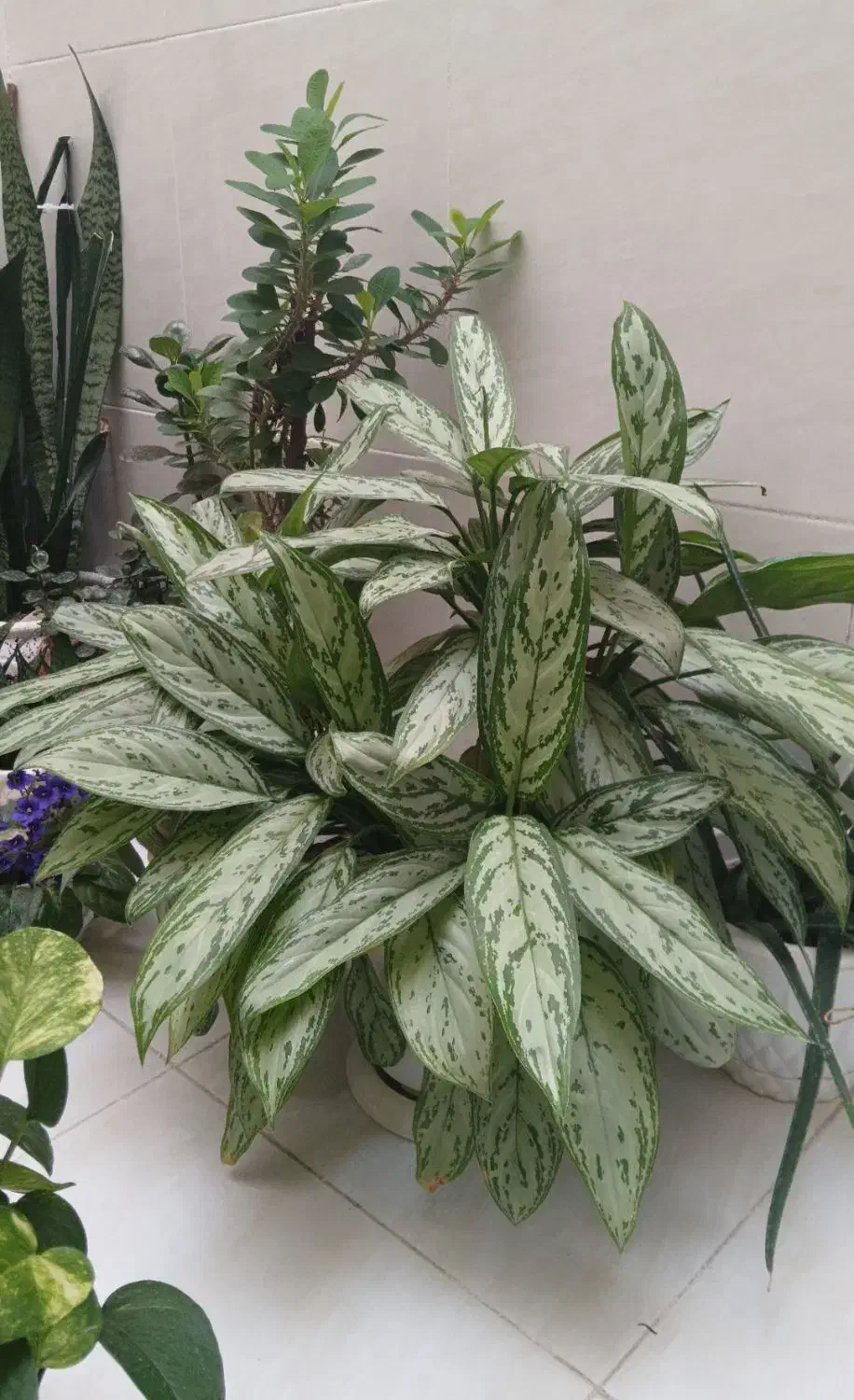 گل آگلونما|گل و گیاه طبیعی|محمدیه-قزوین, |دیوار