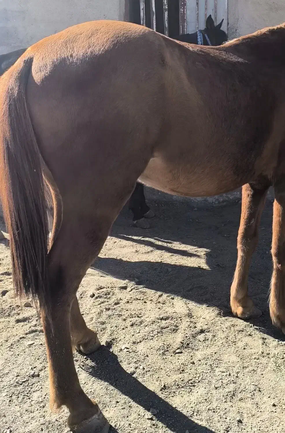 اسب و یخته ۶سال|اسب و تجهیزات اسبسواری|سردشت, |دیوار