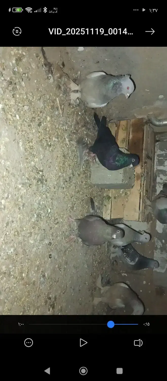 کبوتر مشکی ابادانی|پرنده|لیلان, |دیوار