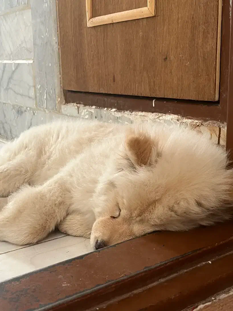 واگذاری توله چاو چاو|سگ|مشهد, سرافرازان|دیوار