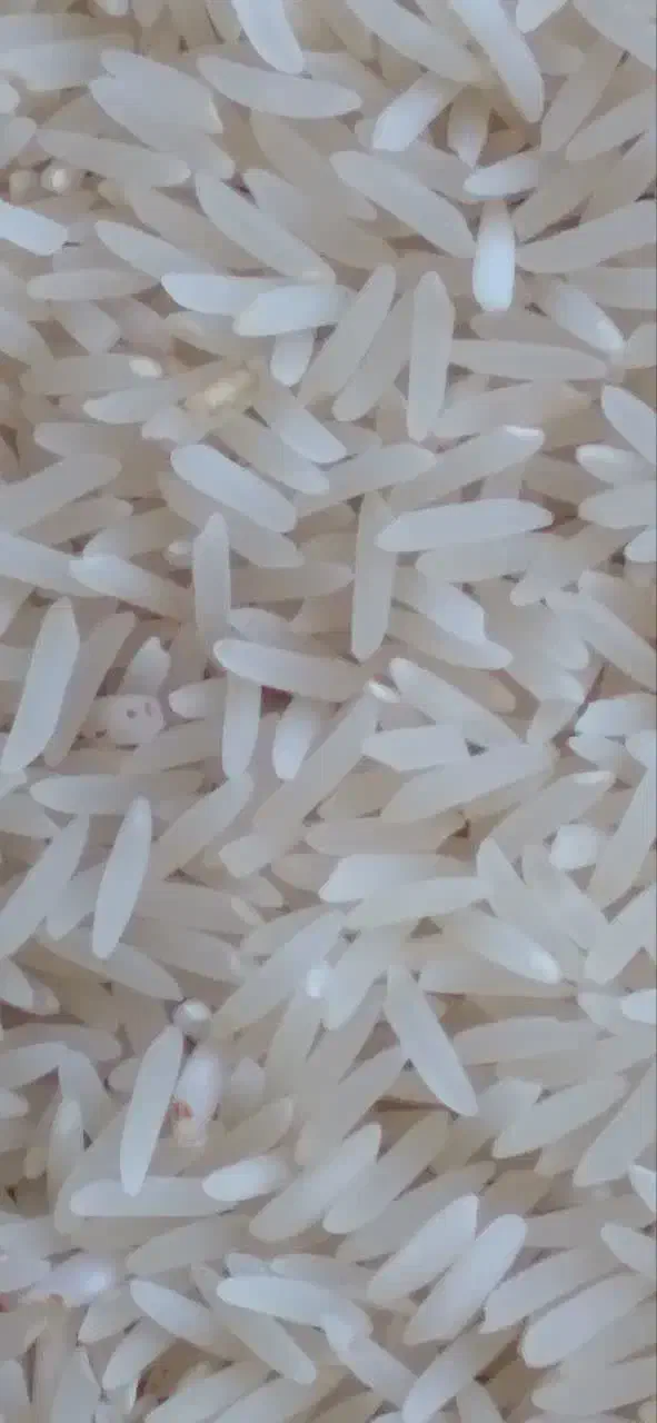 فروش برنج فجر آبیاری شده با آب چشمه|خوردنی و آشامیدنی|نوده خاندوز, |دیوار