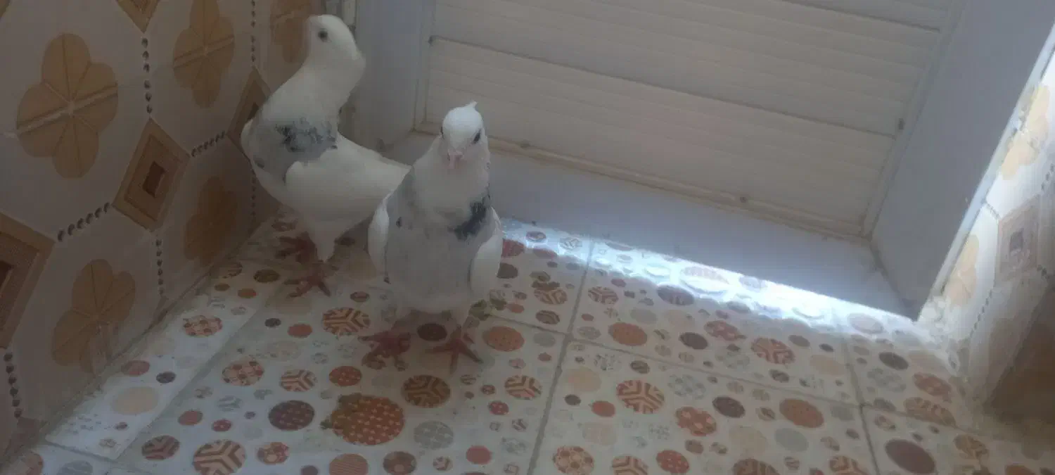 کفتر خوب قیمت خوب|پرنده|کوهدشت, |دیوار