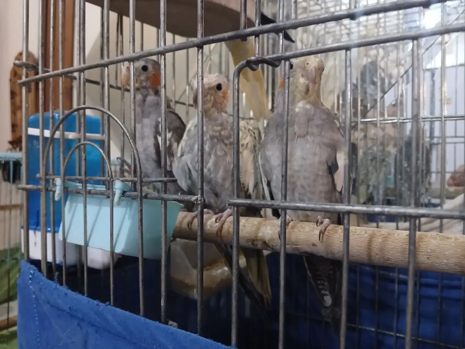 عروس هلندی|پرنده|شهر ری, حمزه‌آباد|دیوار