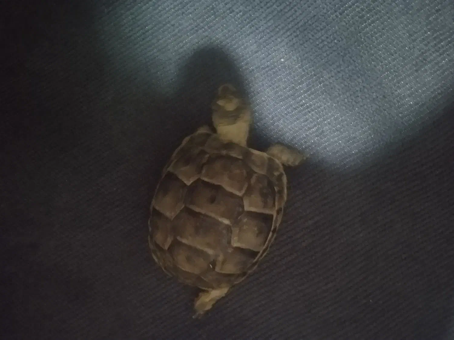 خودکار|حیوانات|زاهدان, |دیوار