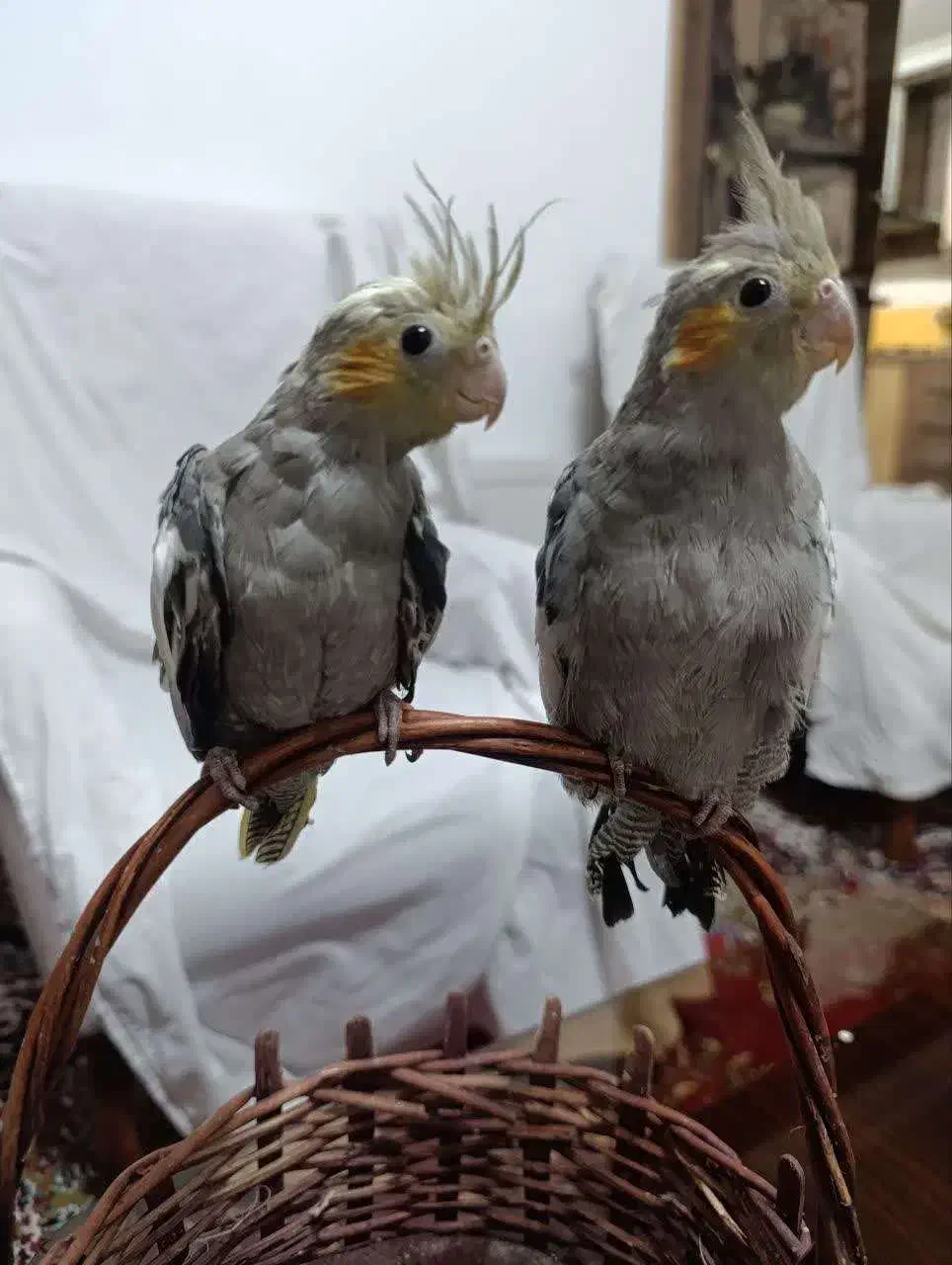 جوجه عروس هلندی فروشی|پرنده|فردوس (خراسان), |دیوار