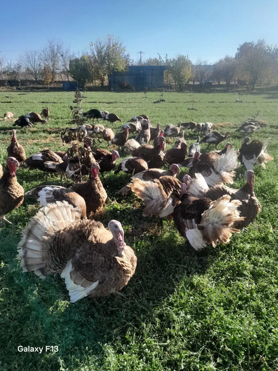 فروش  بوقلمون محلی  بربرون|حیوانات مزرعه|شاهین دژ, |دیوار