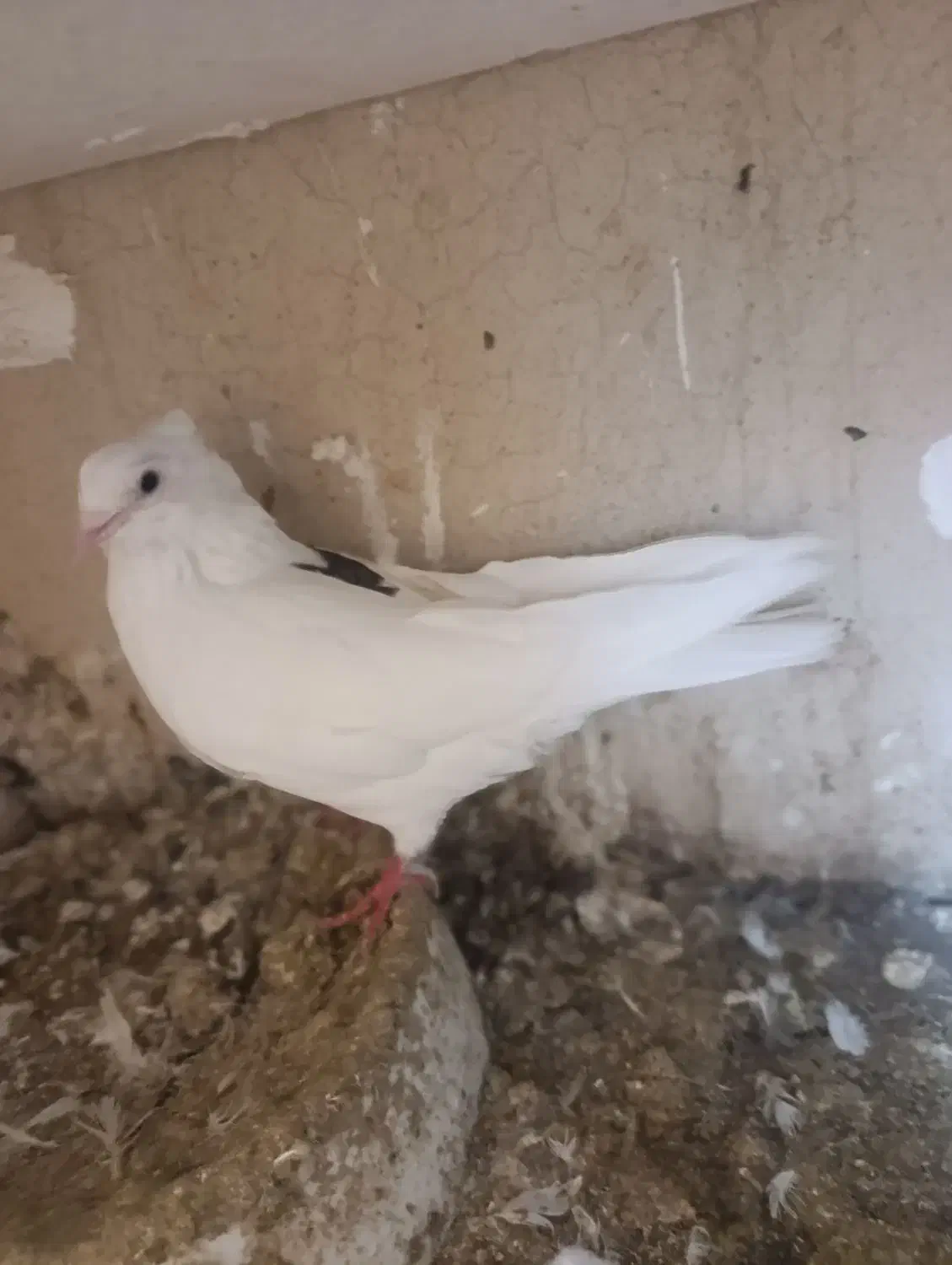 کبوتر یاکفتر تهرانی وشهرستانی|پرنده|مشکیندشت, |دیوار