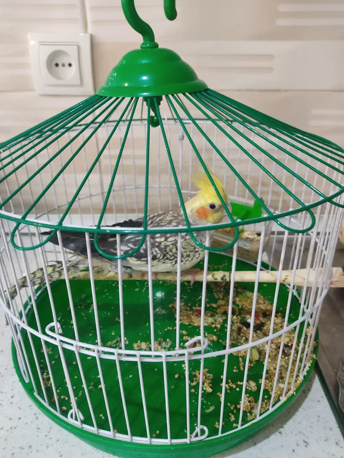 عروس هلندی|پرنده|نقده, |دیوار