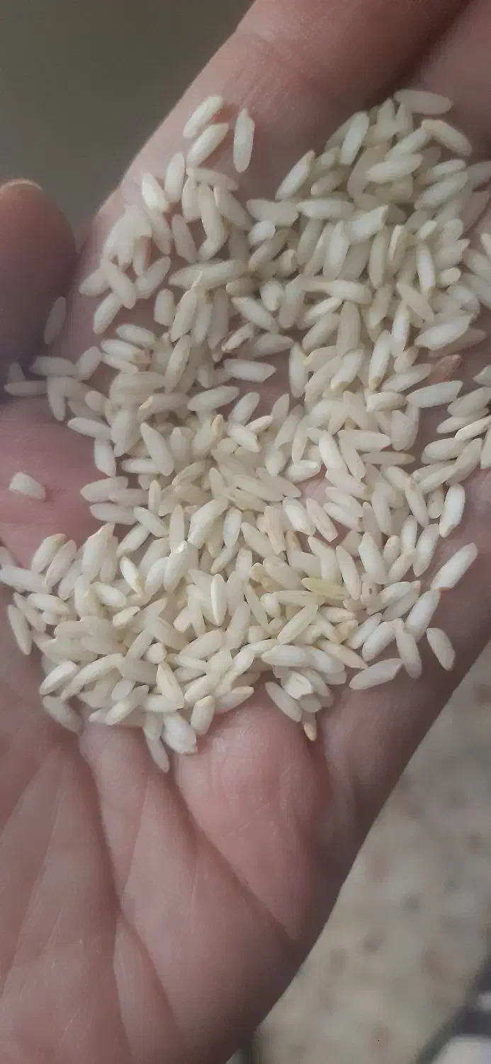 برنج عنبربو طراوت|خوردنی و آشامیدنی|اصفهان, مفتح|دیوار