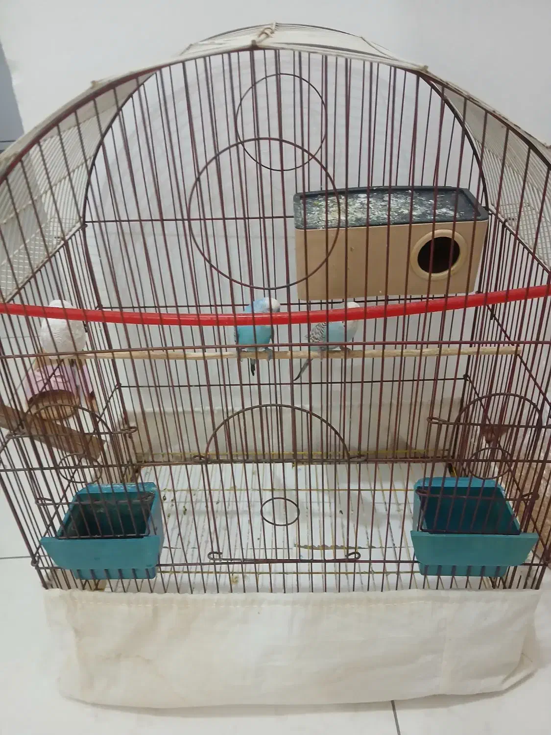 دوعدد مرغ عشق نروماده بفروش میرسد|پرنده|ارومیه, |دیوار