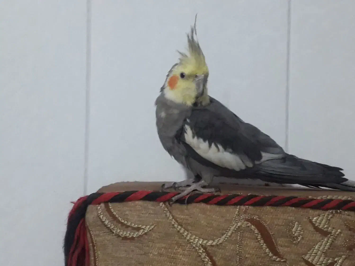 1200|پرنده|اصفهان, جنیران (لادان)|دیوار