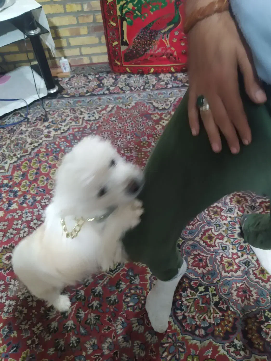 واگذاری سگ|سگ|کاشان, راوند|دیوار