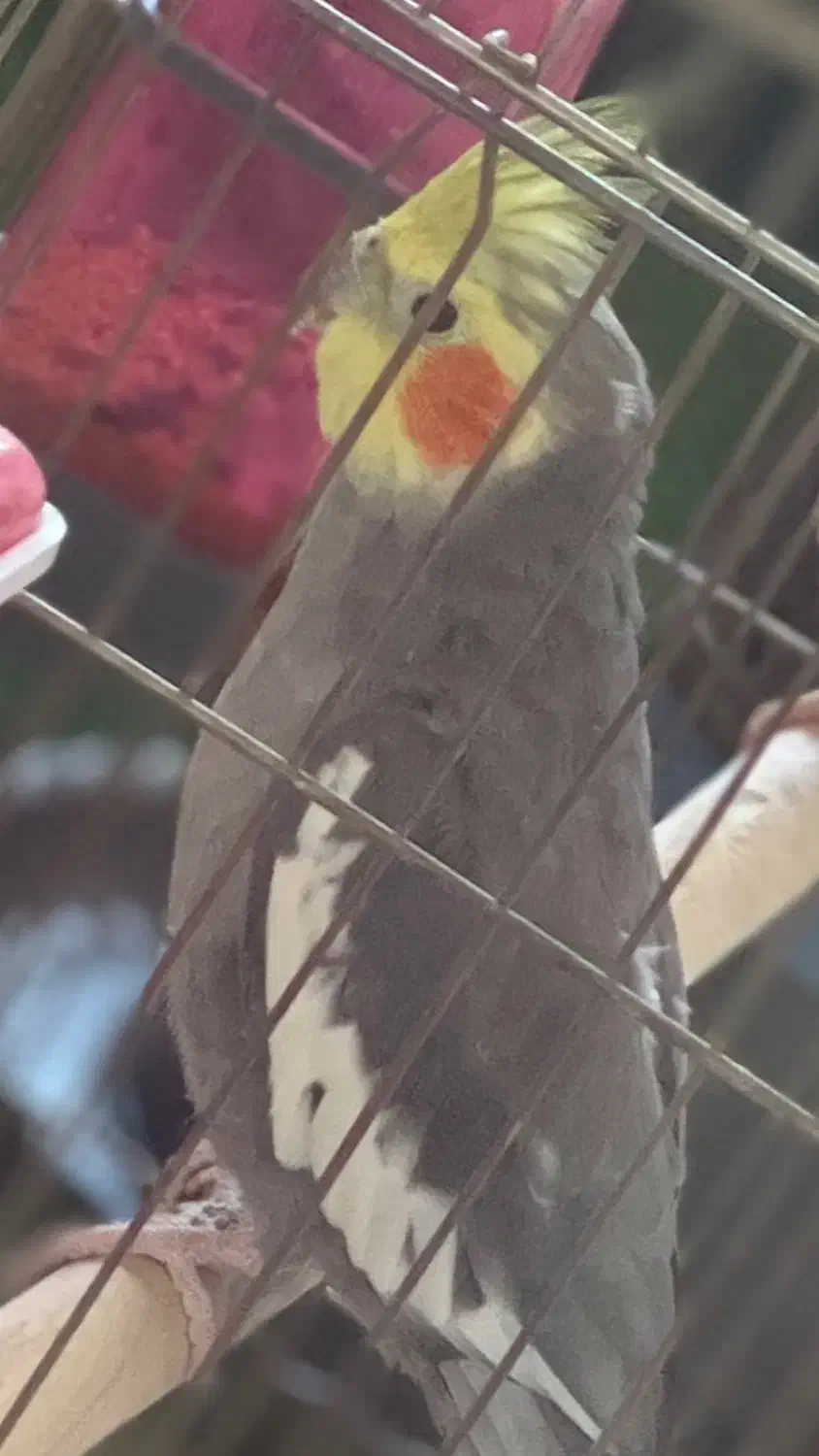 گمشده طوطی من اسمش میتو هست|پرنده|رشت, منظریه|دیوار