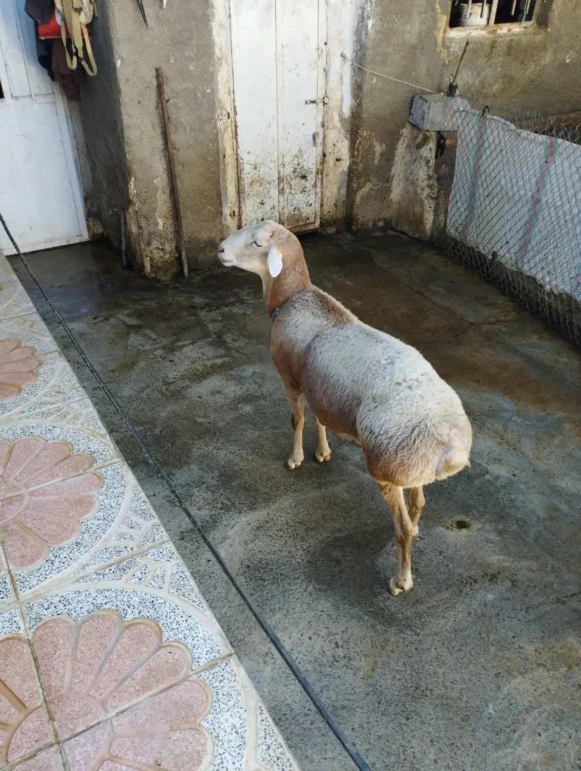 قوچ چینی اصیل|حیوانات مزرعه|دینور, |دیوار