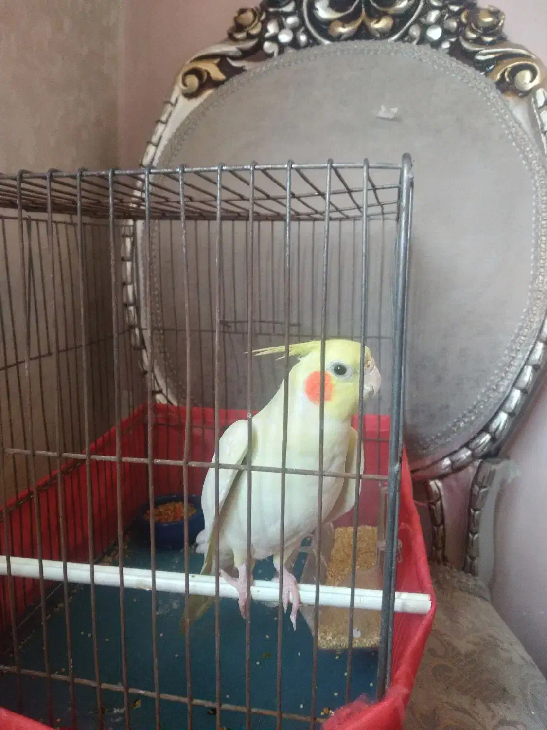 عروس هلندی قرص|پرنده|ری, جوانمرد قصاب|دیوار