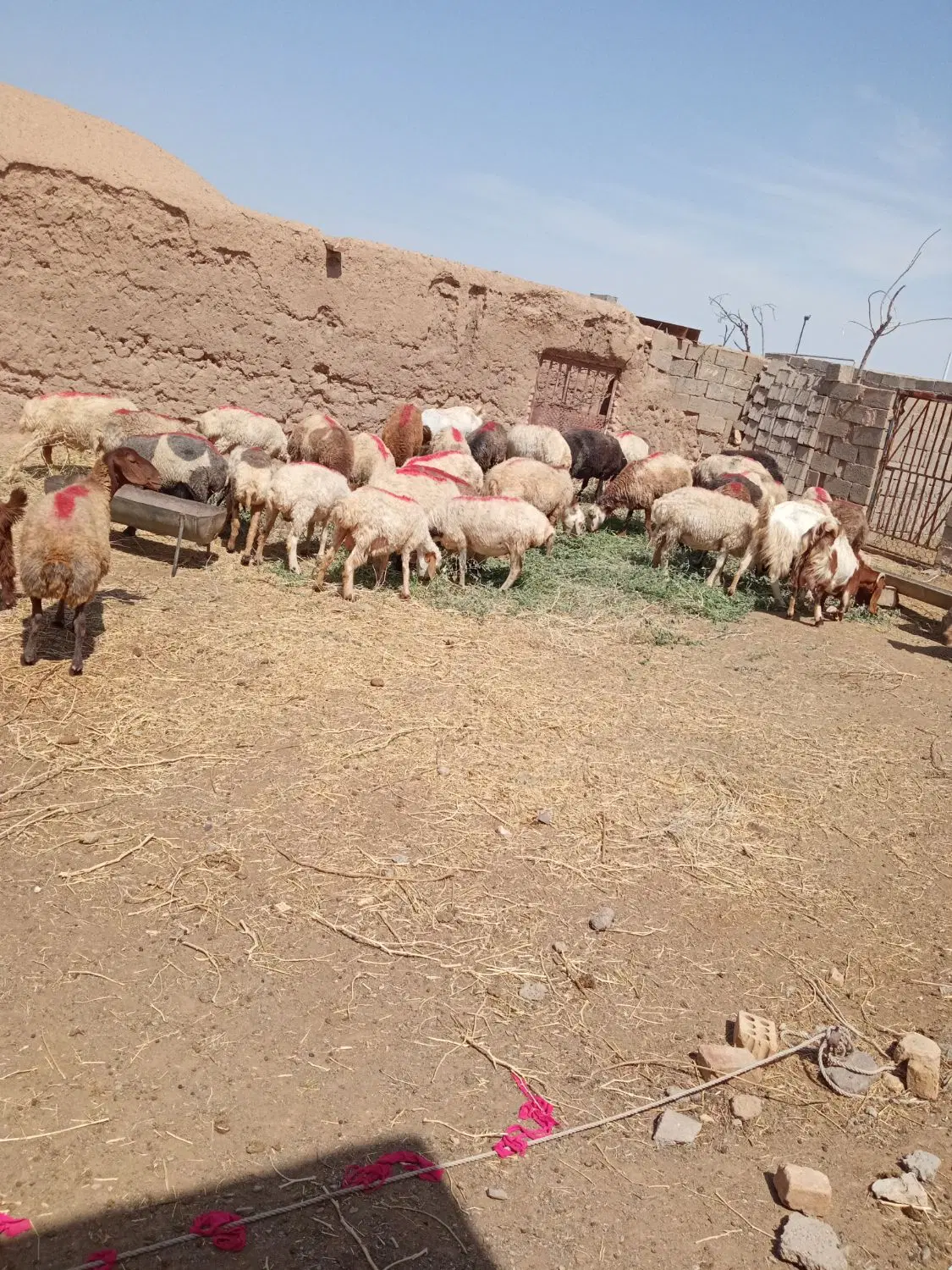 بره و میش|حیوانات مزرعه|جلگه زوزن, |دیوار