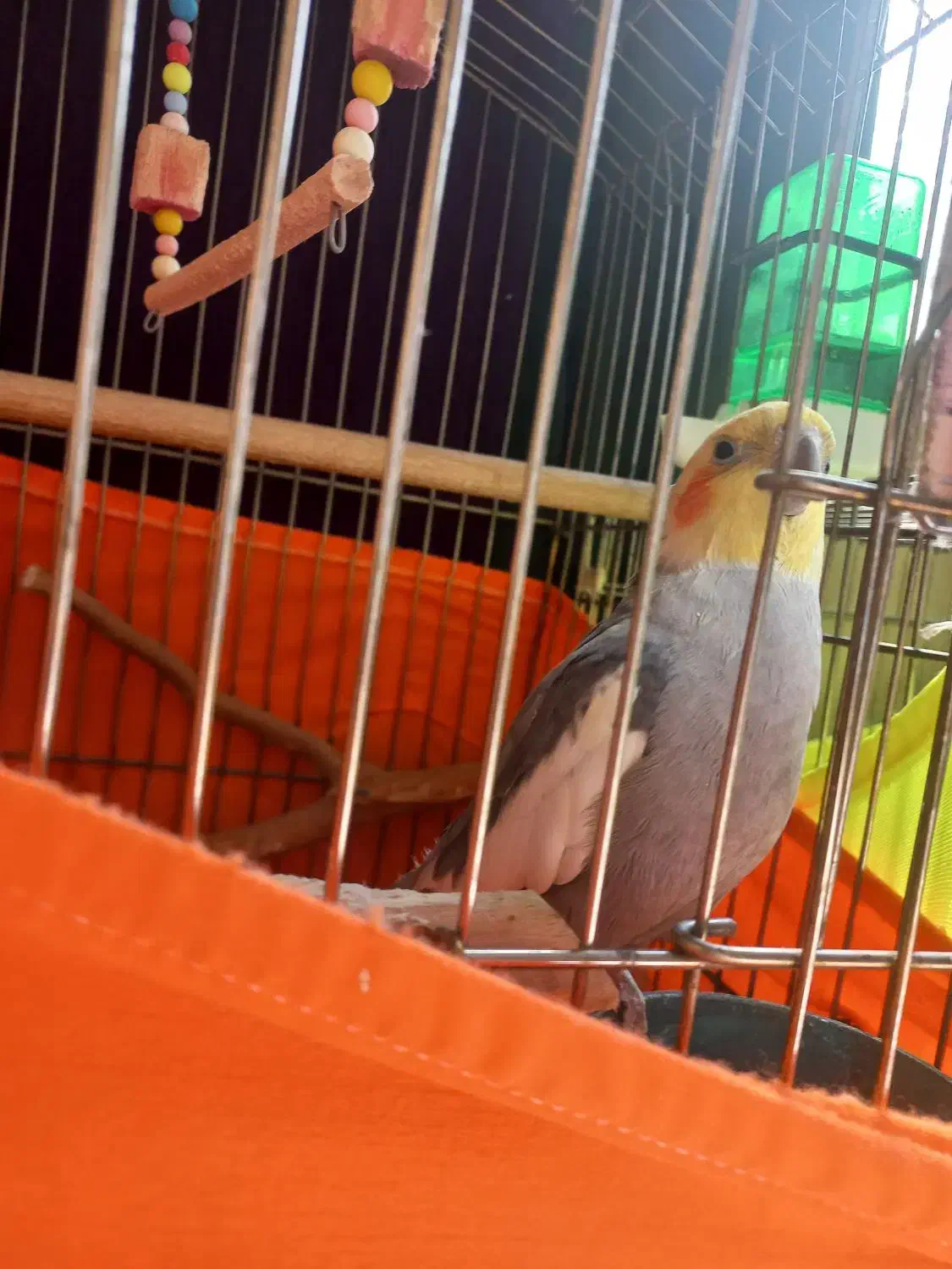 عروس هلند نر سخنگو|پرنده|تهران, امیریه|دیوار