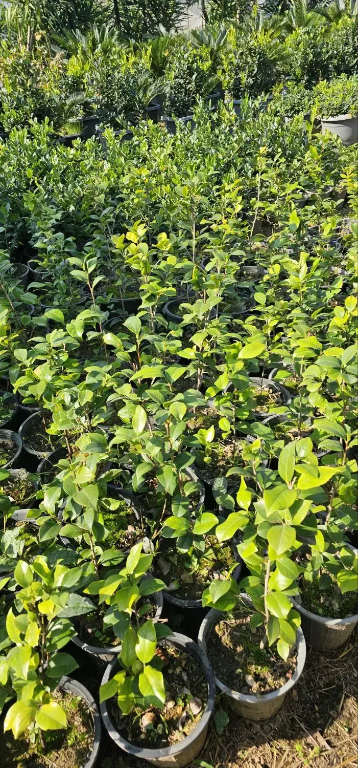 کاملیا|عمدهفروشی|واجارگاه, |دیوار