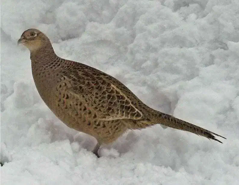 پرنده تزیئنی|حیوانات|بجنورد, |دیوار