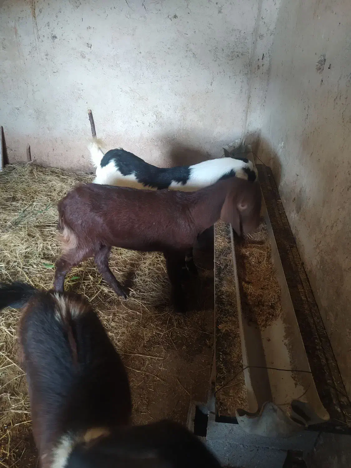 بزغاله پاکستانی|حیوانات مزرعه|ساری, |دیوار