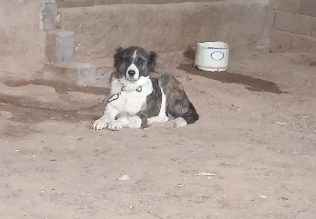 لاس گله ای|سگ|تهران, سعیدآباد|دیوار