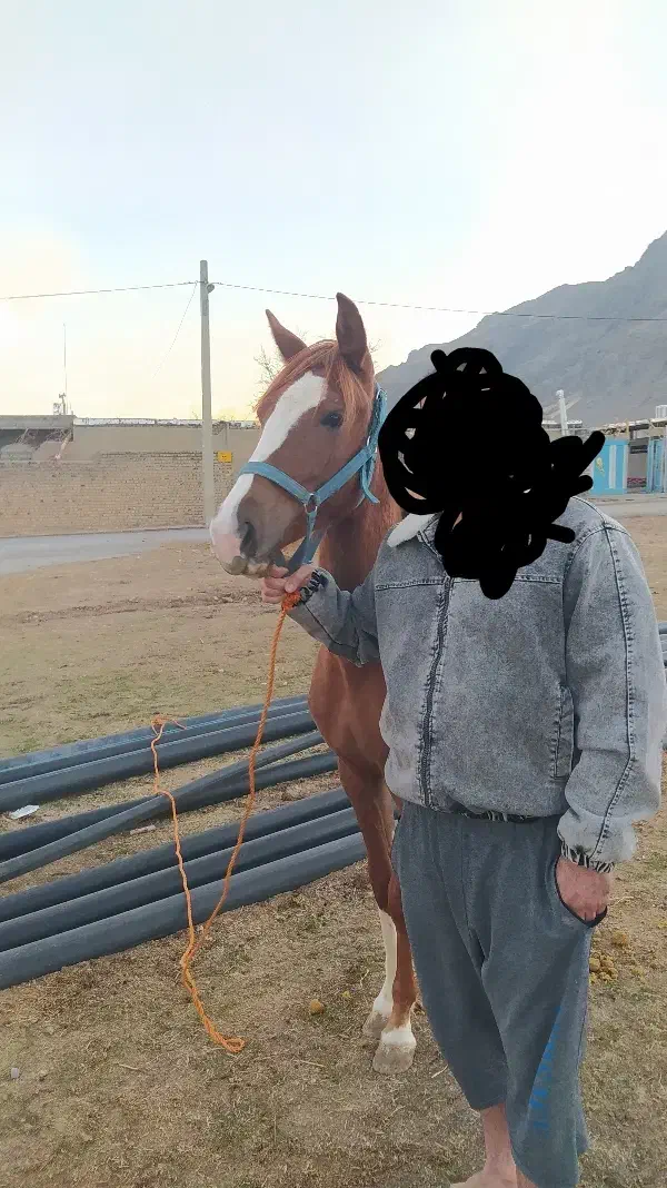 کره مادیان|اسب و تجهیزات اسب‌سواری|سیلاخور, |دیوار