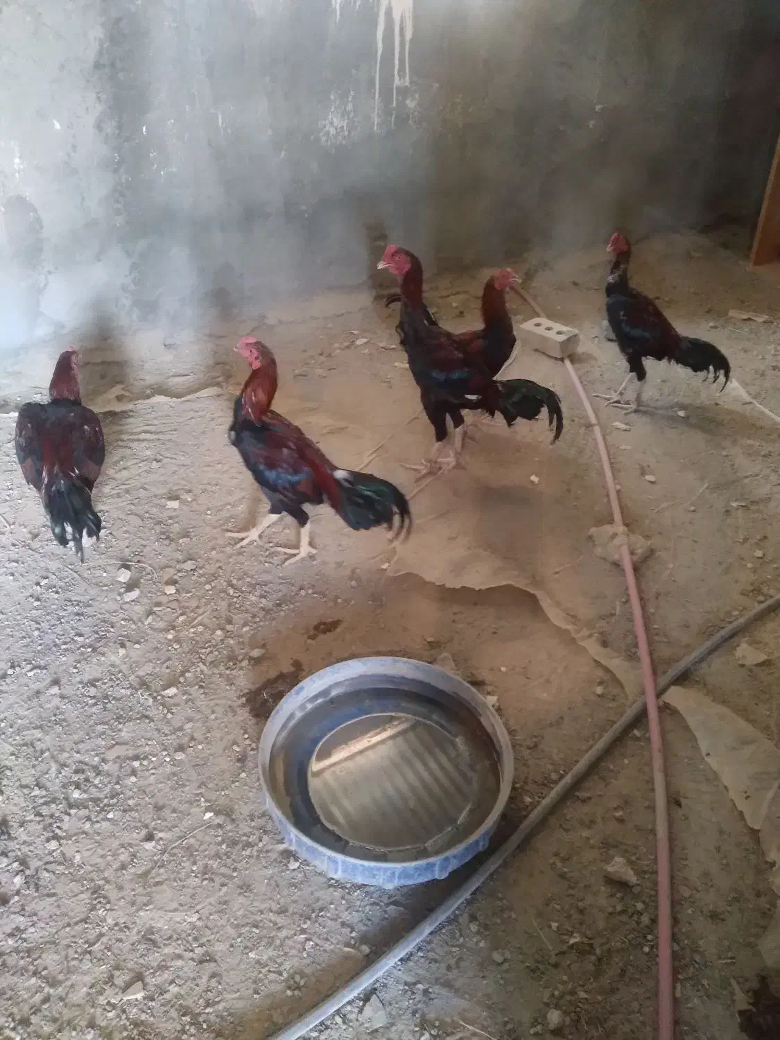 سلام چشمگیرباشه|حیوانات مزرعه|میناب, |دیوار