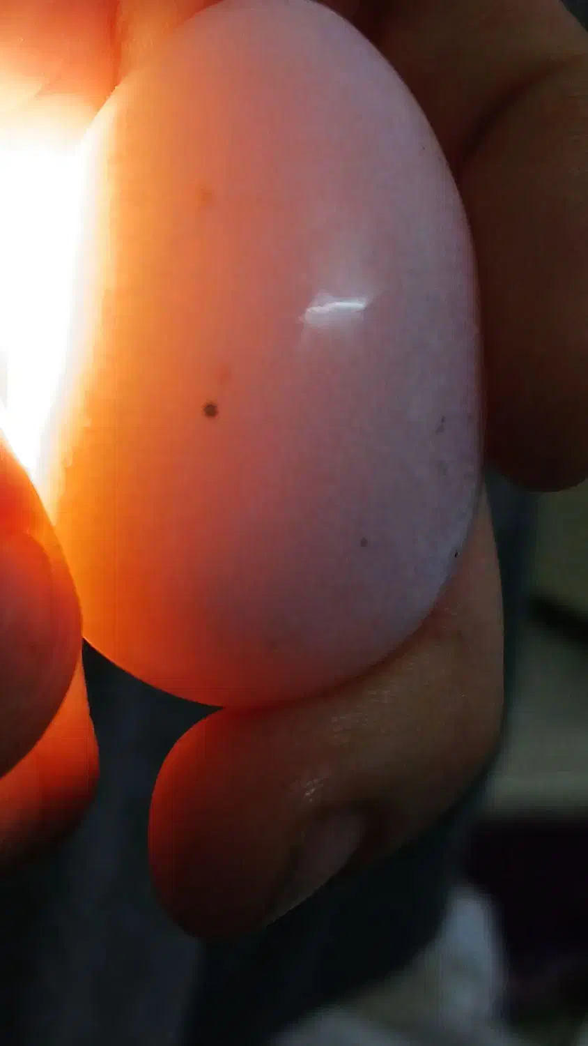 یشم جیدایت سفید|جواهرات|تهران, راه آهن|دیوار