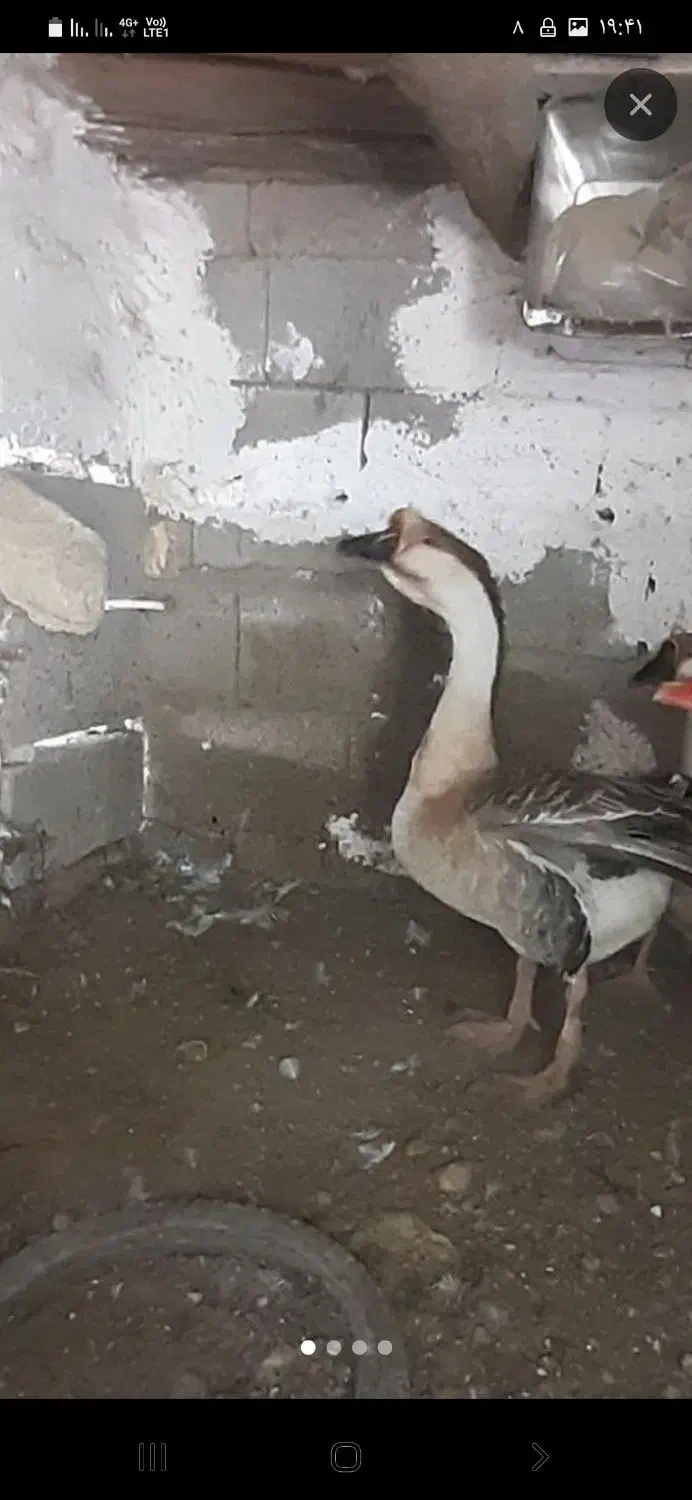 قو قاز|حیوانات مزرعه|کلاشی, |دیوار