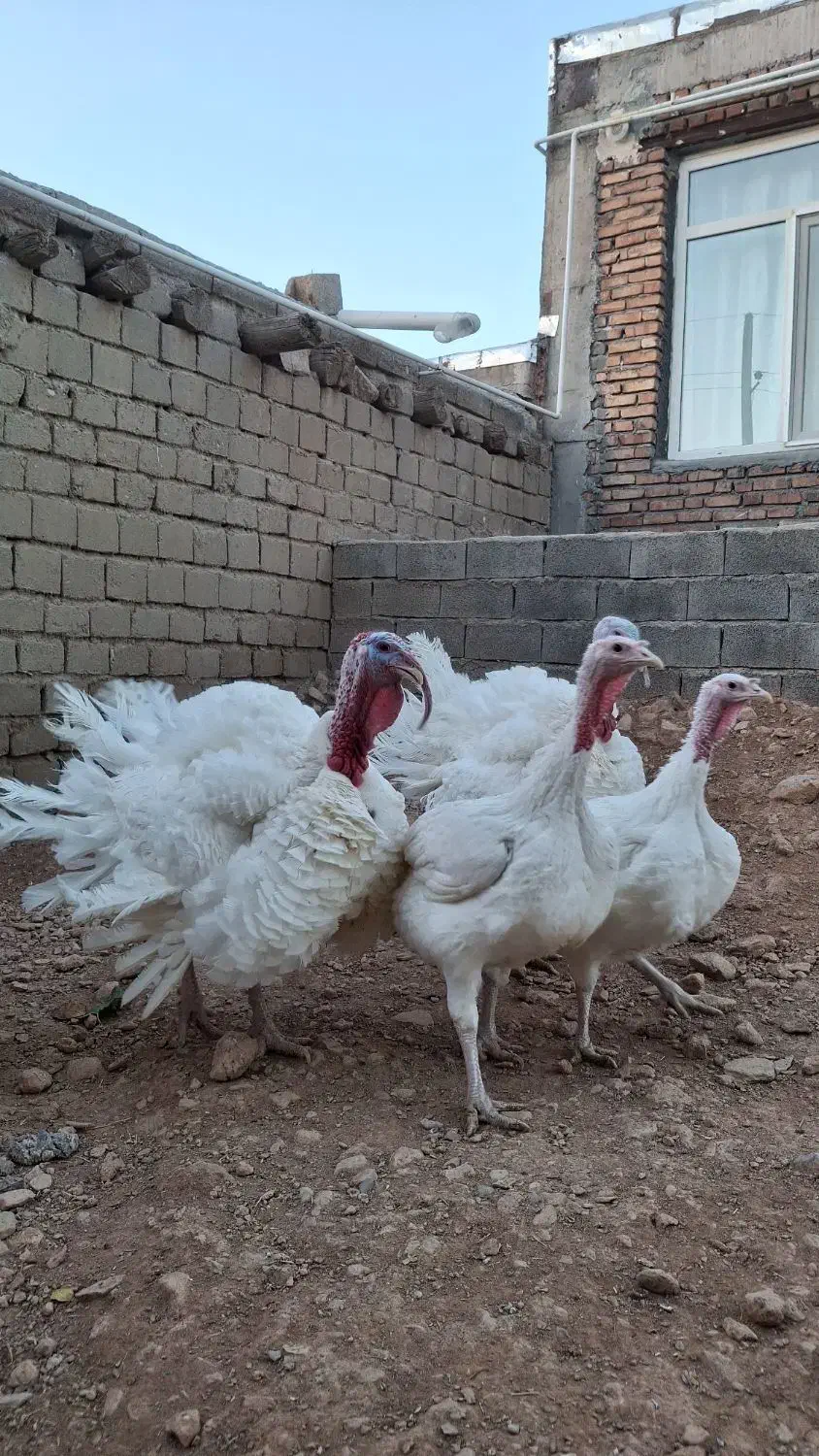 بوقلمون بیوتی ارگانیک|حیوانات مزرعه|صحنه, |دیوار