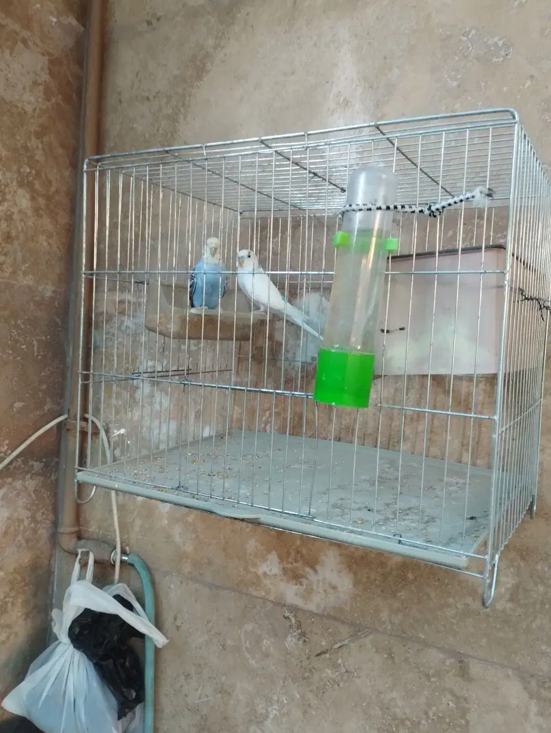 مرق عشق|پرنده|شیراز, کوشک میدان|دیوار