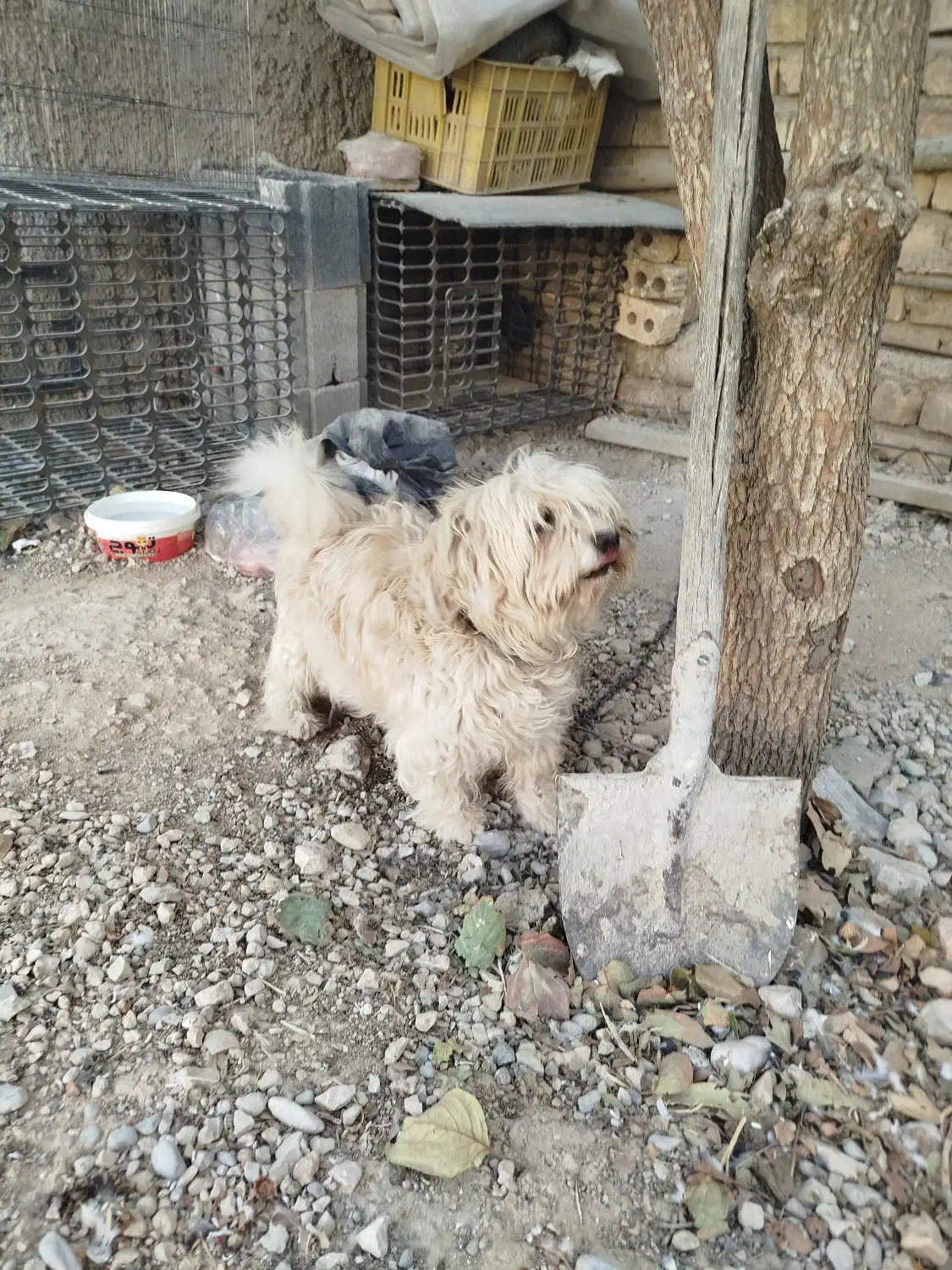 سگ پاکوتاه|سگ|مرودشت, ده بید|دیوار