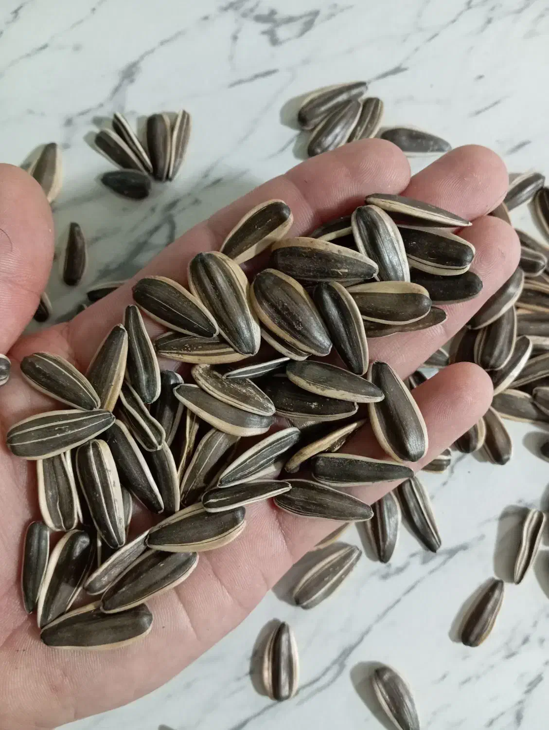 تخمه آجیلی ممتاز آفتابگردان S400|خوردنی و آشامیدنی|هشترود, |دیوار