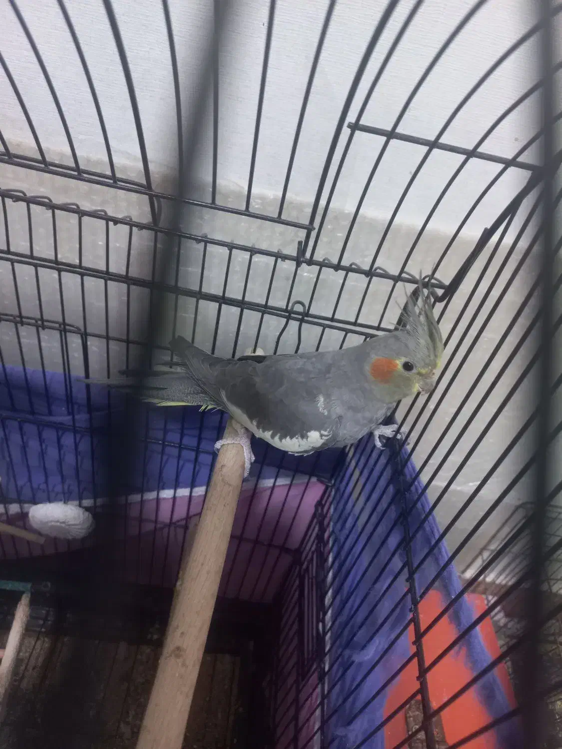 عروس هلندی|پرنده|کردکوی, |دیوار