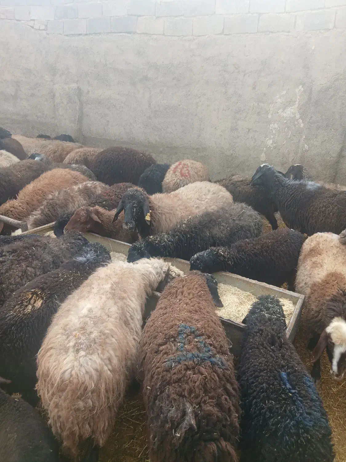 میش چاق قصر و میش و بره ومیش ابستن|حیوانات مزرعه|تهران, سعیدآباد|دیوار