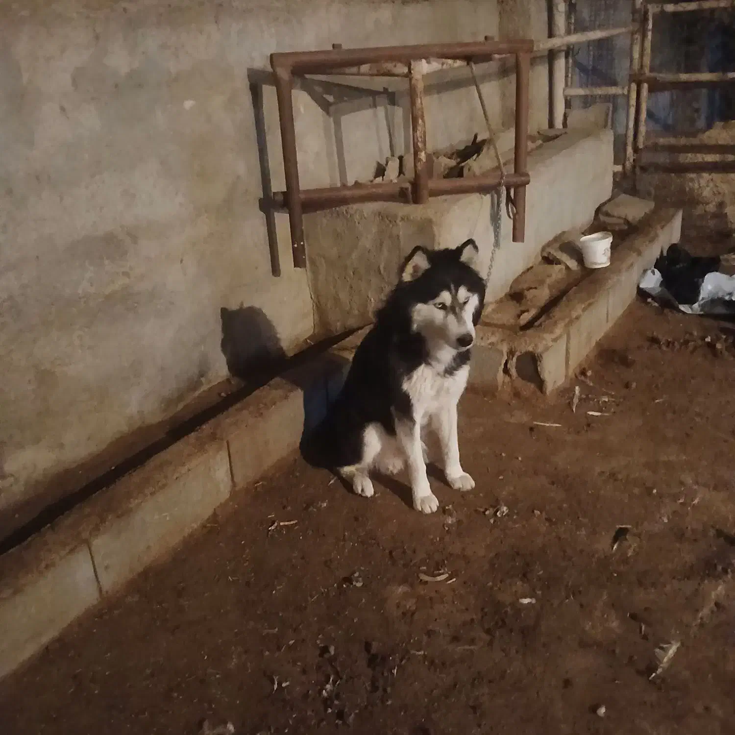 هاسکی|سگ|ایذه, |دیوار