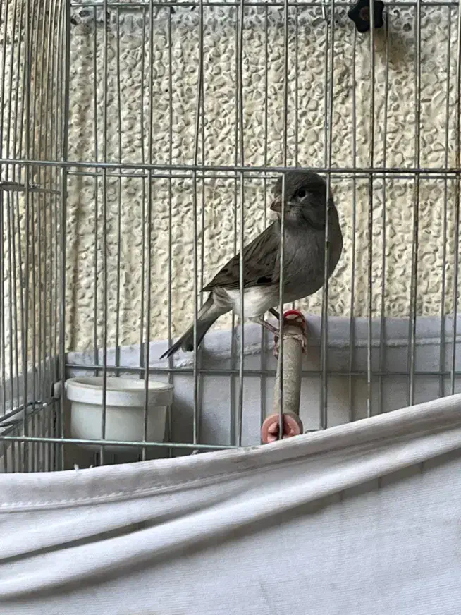 قناری نر|پرنده|تهران, جیحون|دیوار