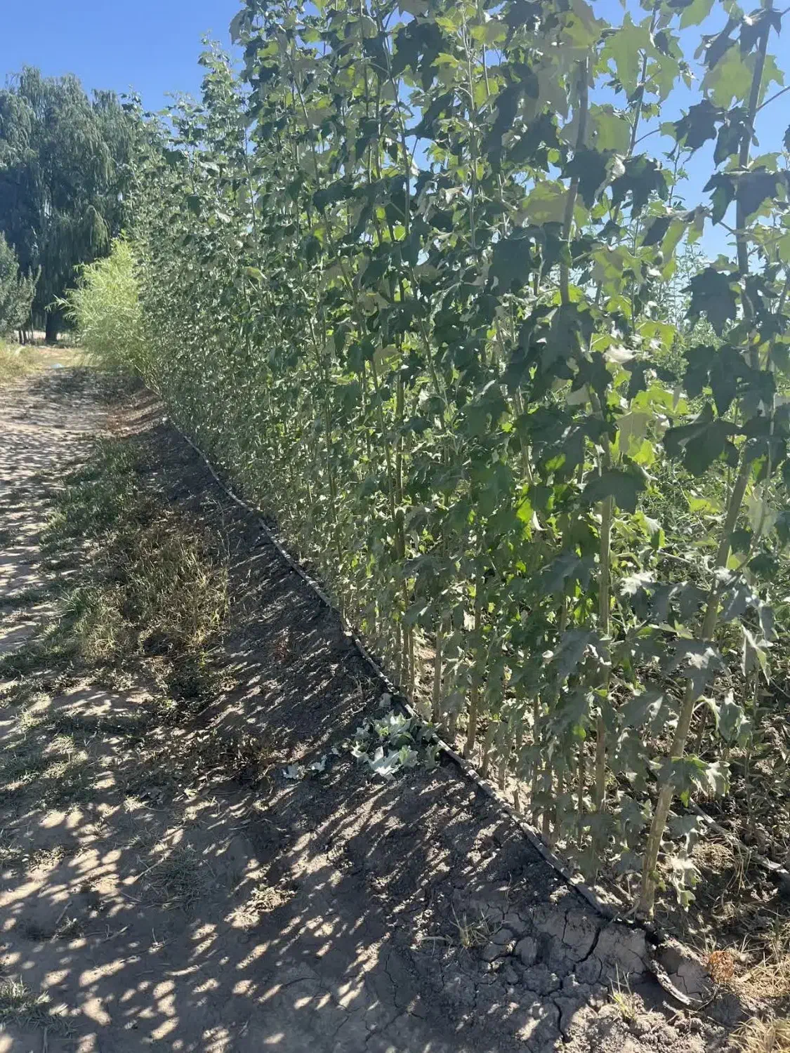 عرضه سپیدار سیاه ۲ الی۳ متری|خدمات باغبانی و درختکاری|آستارا, |دیوار