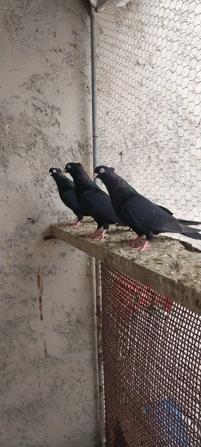 زاغ|پرنده|بهبهان, |دیوار