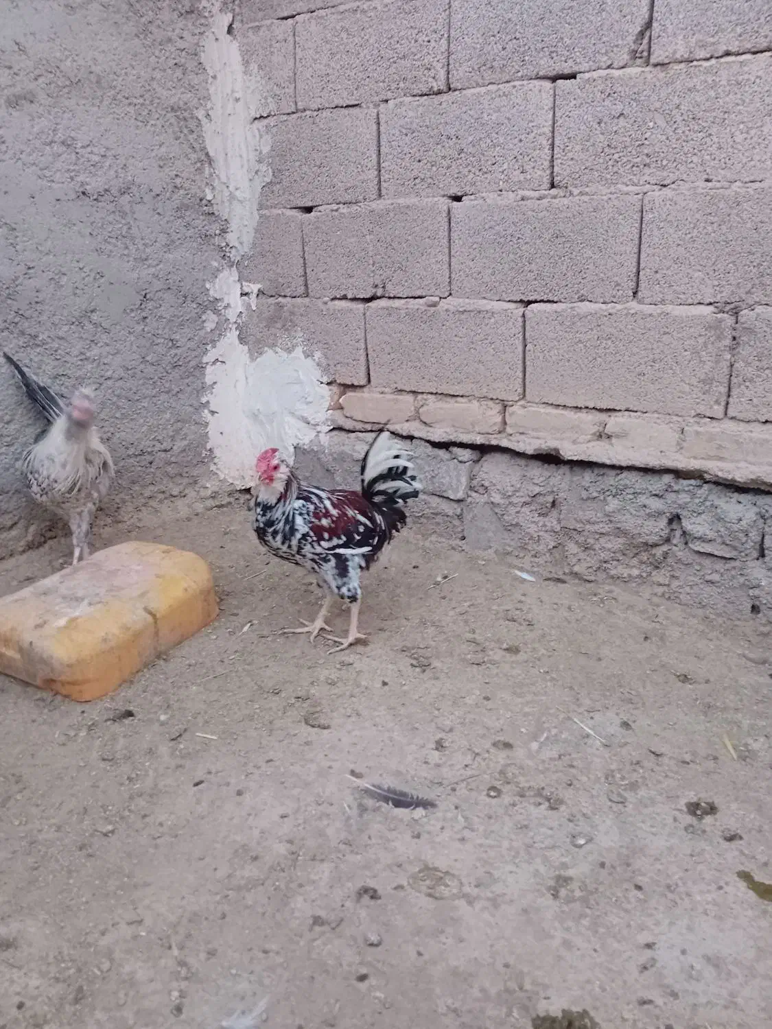 خروس گلین ریشو پنگوئنی چهل تاج|حیوانات مزرعه|ری, هاشمآباد|دیوار