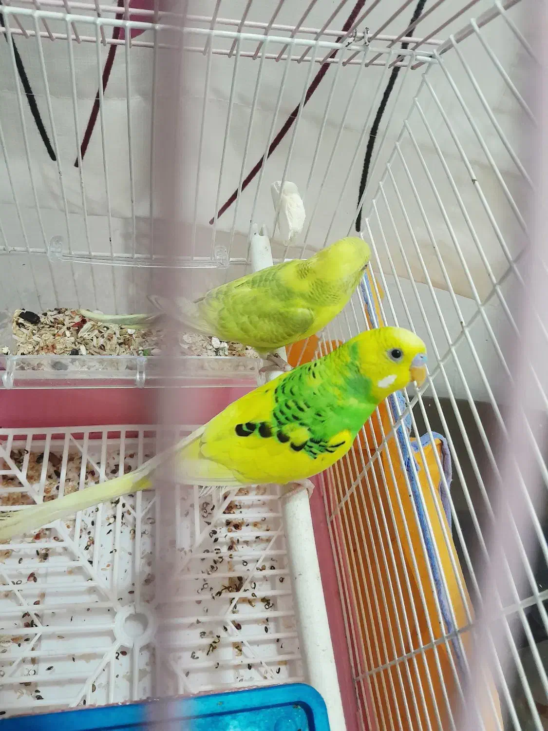 مرغ عشق اسطوره|پرنده|کرمان, |دیوار