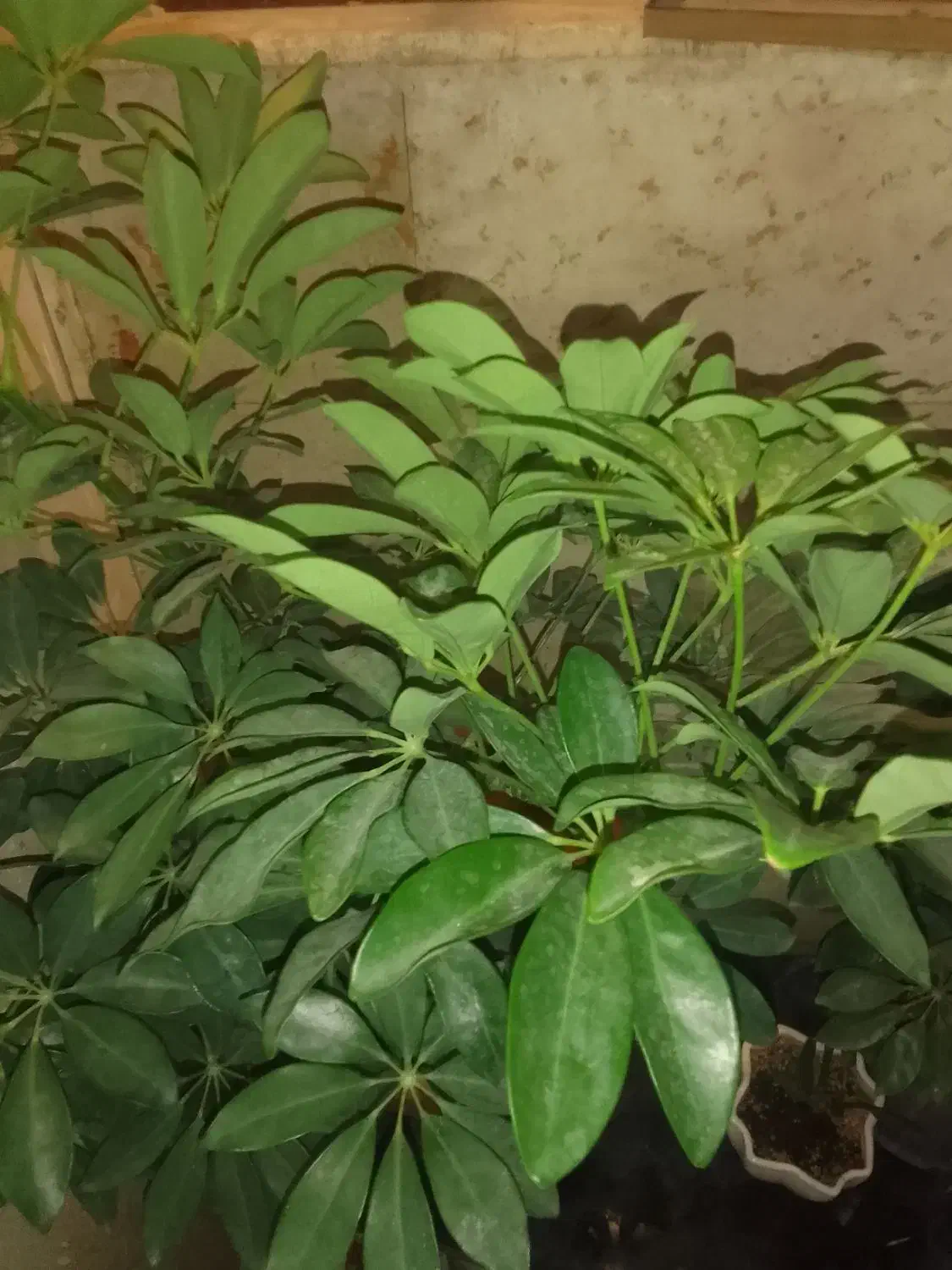 گل شفلرا|گل و گیاه طبیعی|گلبهار, شهر جدید گلبهار|دیوار