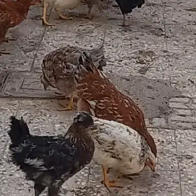 مرغ و خروس محلی|حیوانات مزرعه|قم, باسکول|دیوار