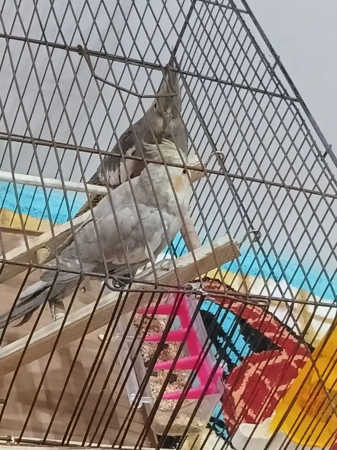 طوطی عروس|پرنده|صومعهسرا, |دیوار