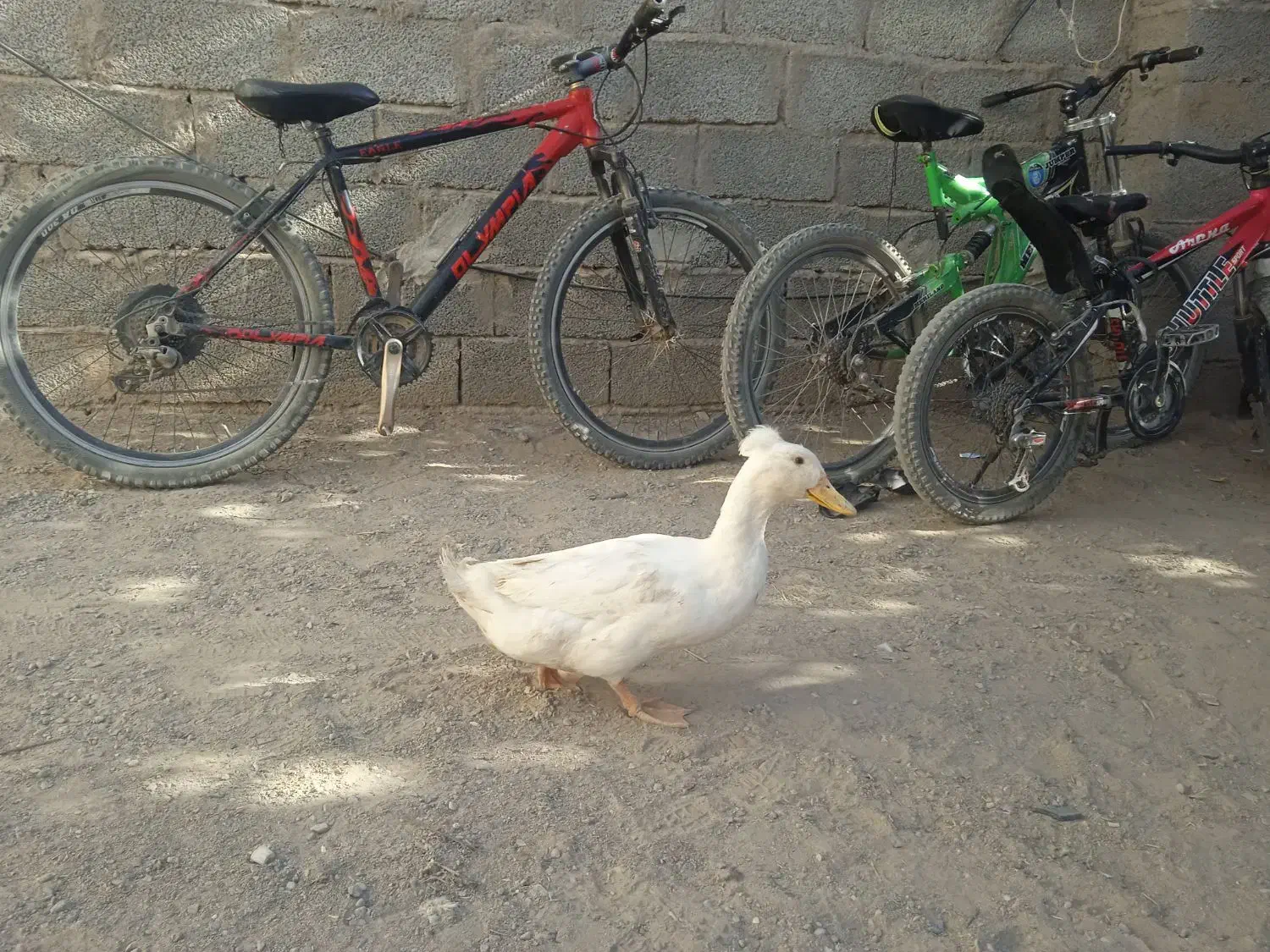 اردک خارجی  کا کولی 340|حیوانات مزرعه|سیرجان, |دیوار