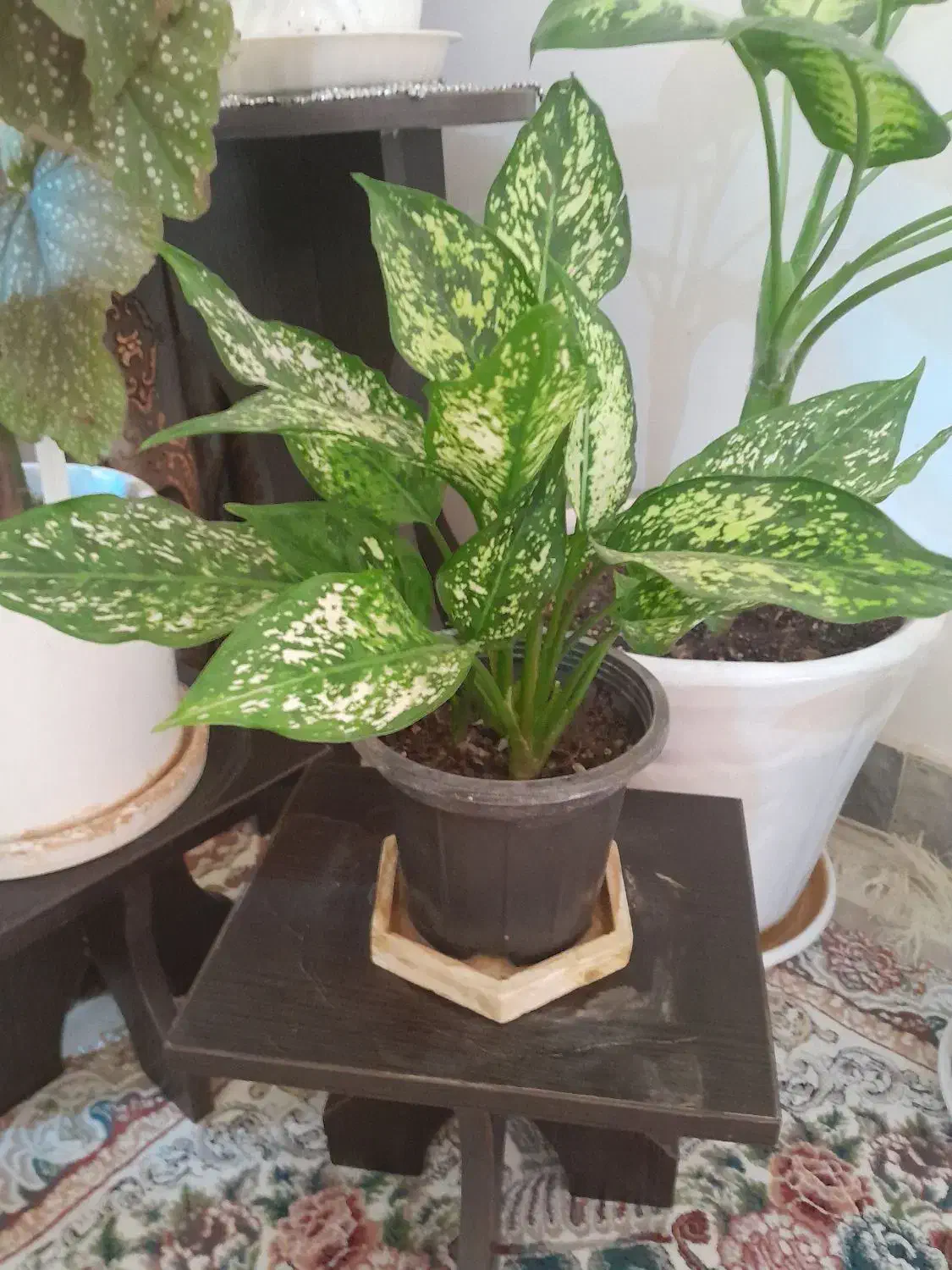 انواع گلهای طبیعی خانگی زیبا  سربزوسرحال|گل و گیاه طبیعی|بومهن, |دیوار